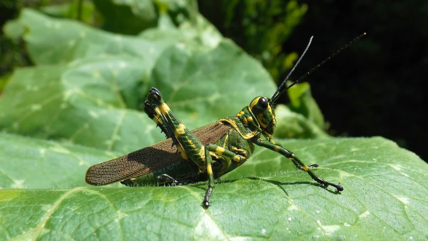 two brown grasshoppers sit on a green leaf