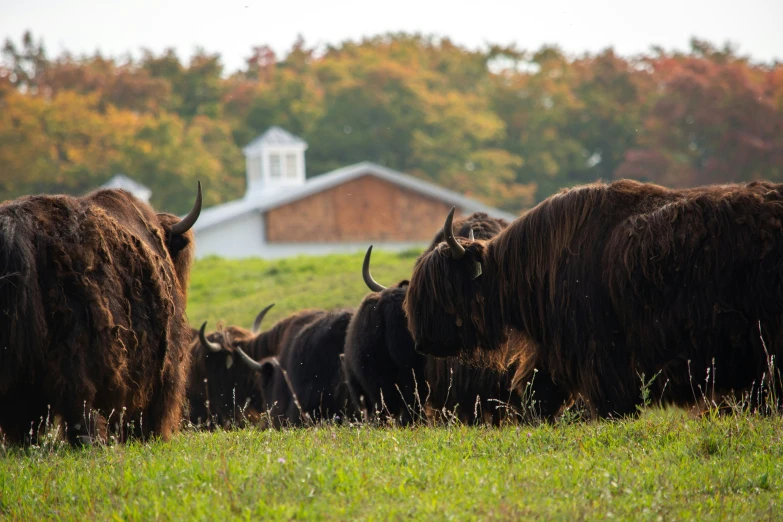 a herd of animals grazing in a field