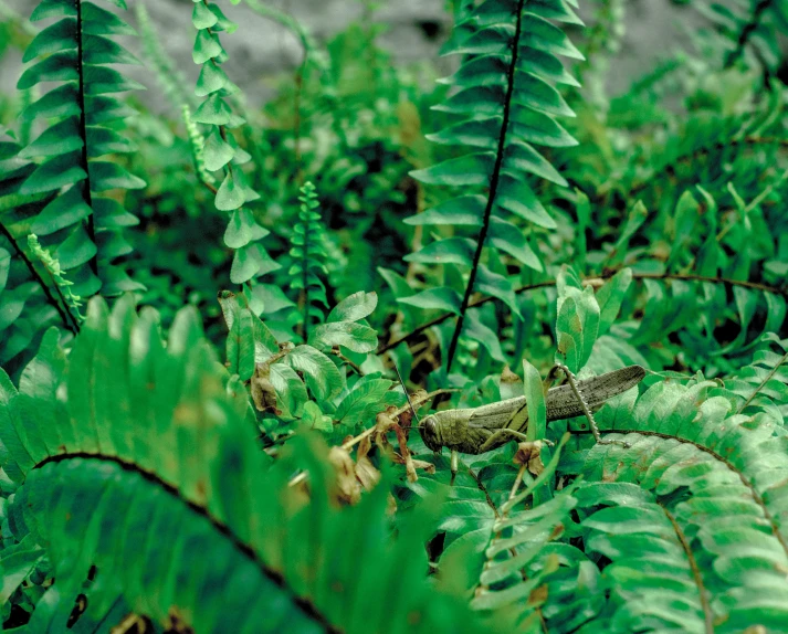 ferns have long leaves to grow