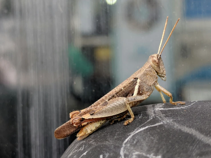 a bug on top of the back of a car