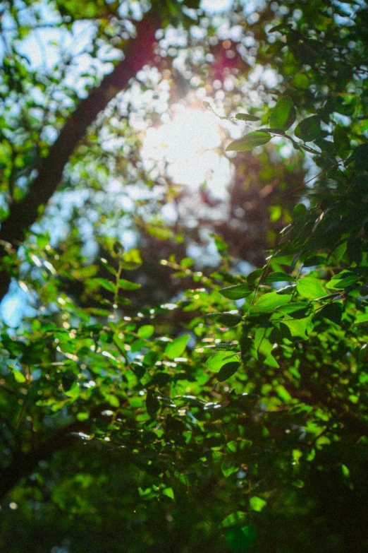 an image of sunlight streaming through the leaves