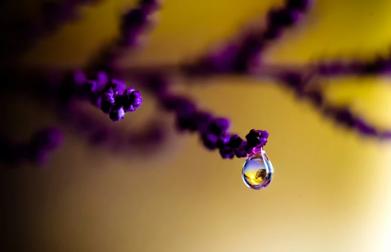 water drops hanging from a purple plant in the sun