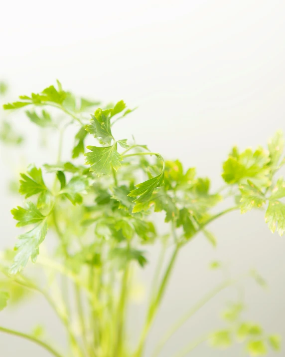 an arrangement of plant life, including the stems and leaves