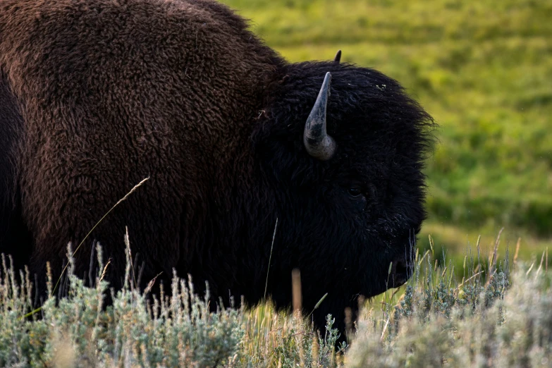 a bison with long horns is shown on the grass