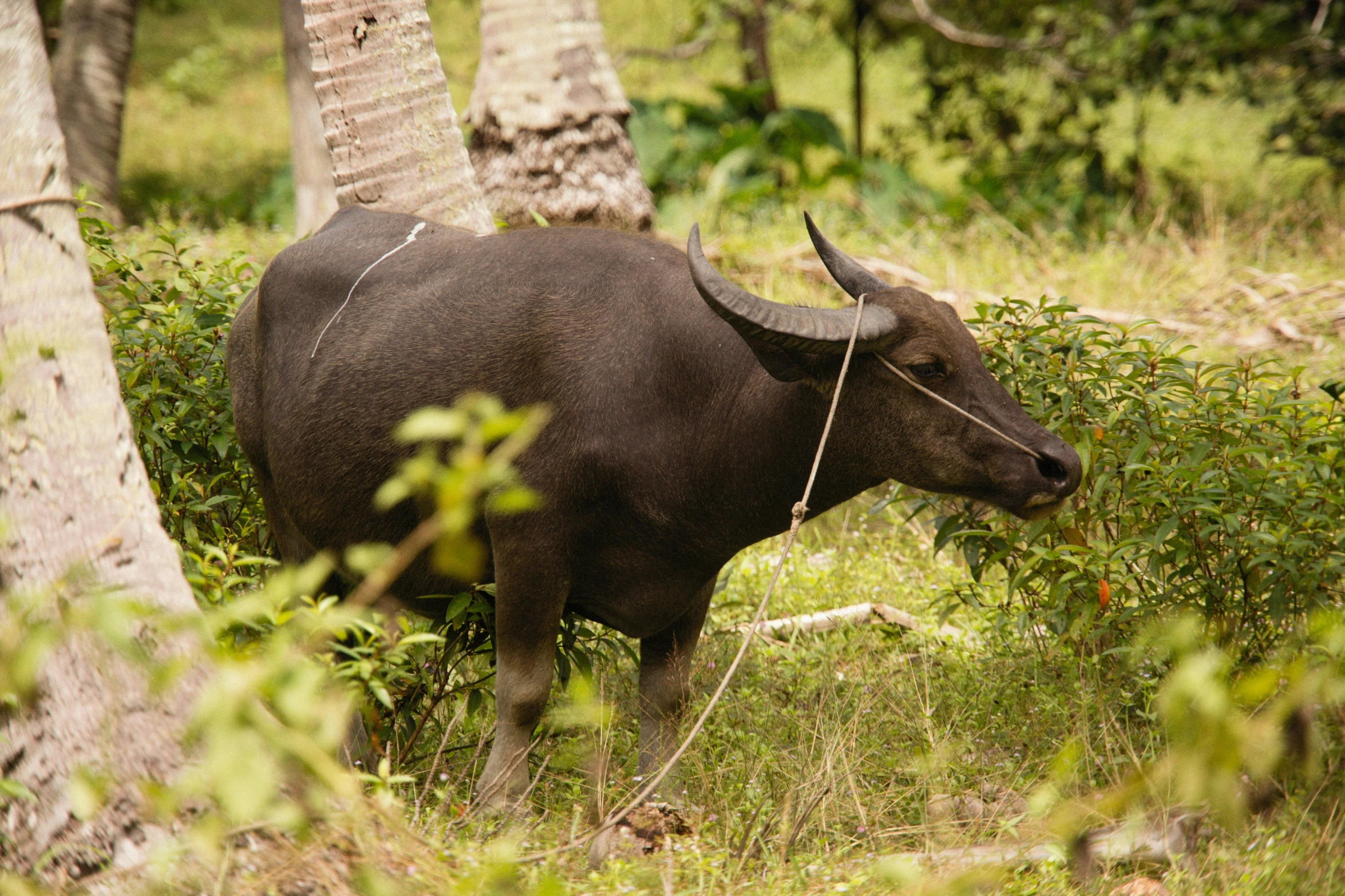 a horned animal is standing in a field near trees