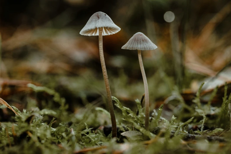 three mushrooms with white tops and some moss