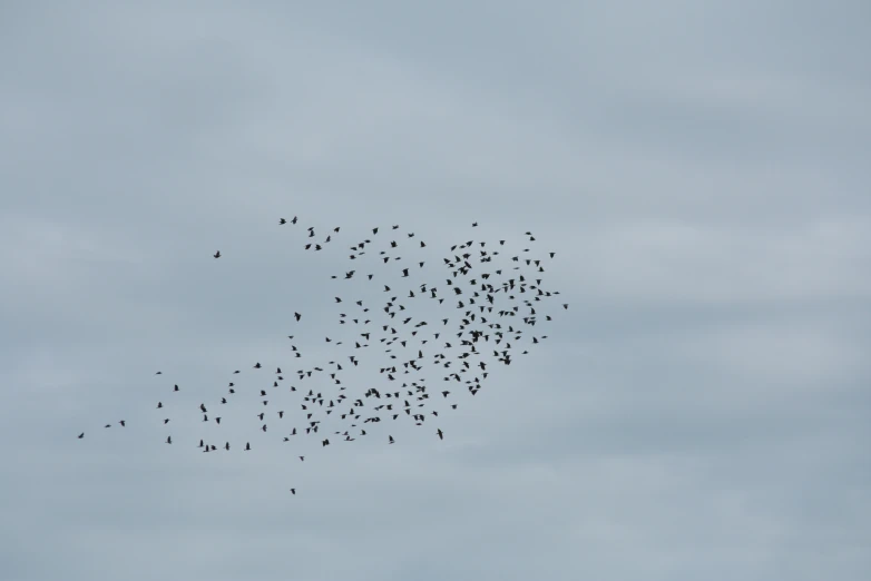 a flock of birds fly through the air
