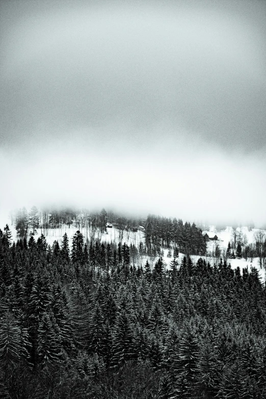 the horizon over a forest filled with trees and snow