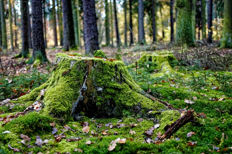 a forest covered in moss and lots of dead leaves