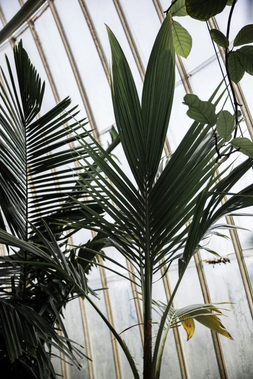 a palm tree in a large greenhouse like environment