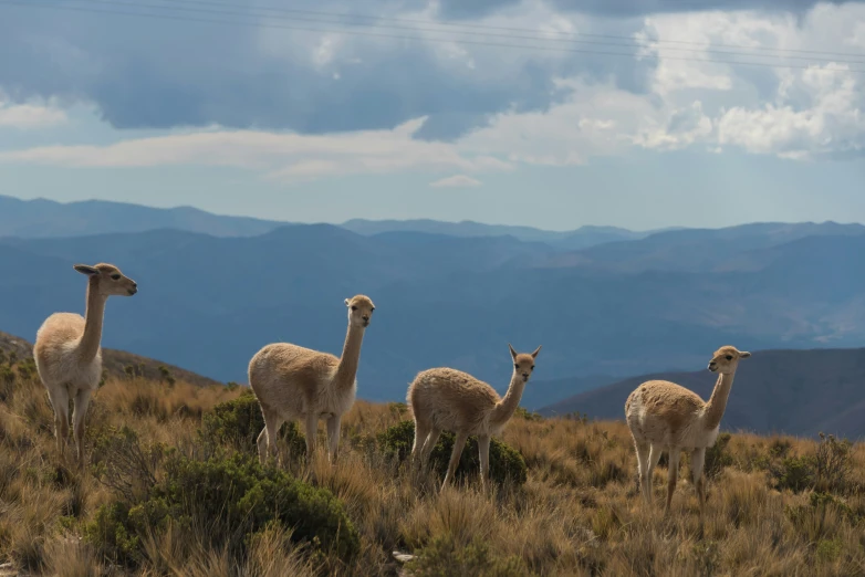 a herd of llamas graze on a hill near mountains