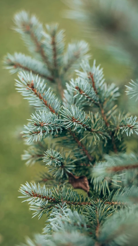 the nches of some pine trees are close together