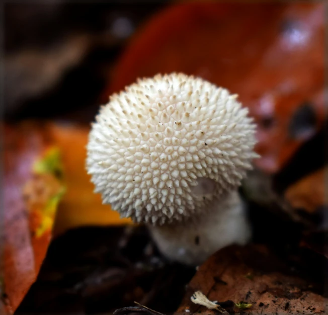 a mushroom has white styrofoam like structure on it
