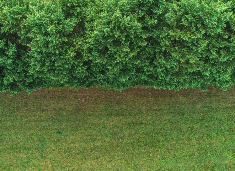 an overhead view of grass with trees behind