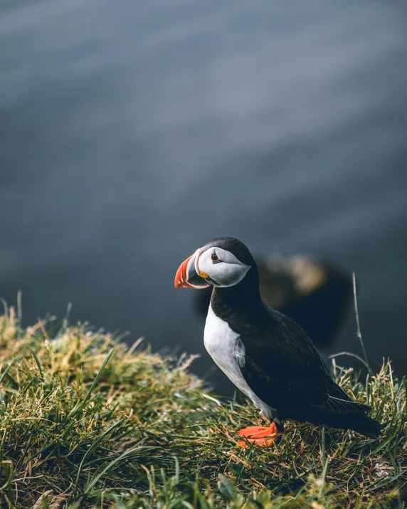 a bird is perched on the grass by the water