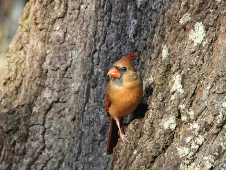 the bird is standing on the tree and waiting for its turn