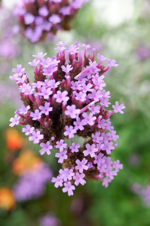 some pretty purple flowers growing in the grass