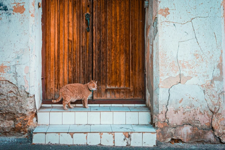 an orange cat sitting on some steps by a brown door