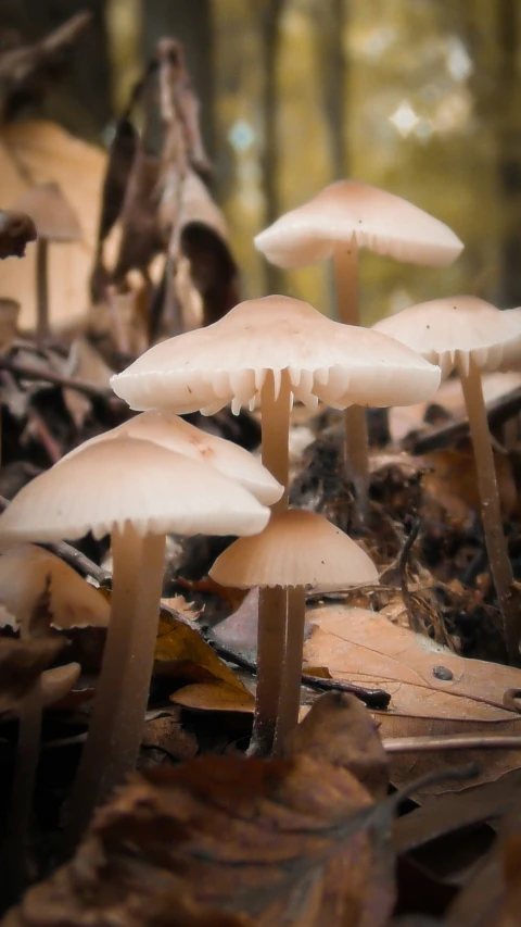 some white mushrooms in a forest with some leaves