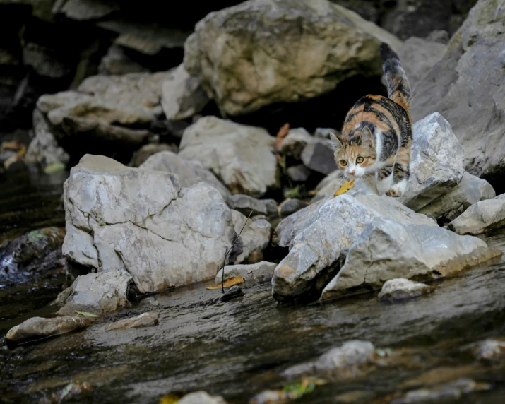 a cat walking over rocks next to water