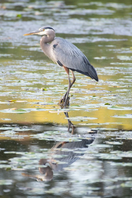 there is a gray heron standing in the water