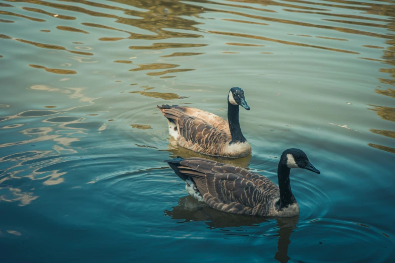 two ducks swimming in the water, one behind the other