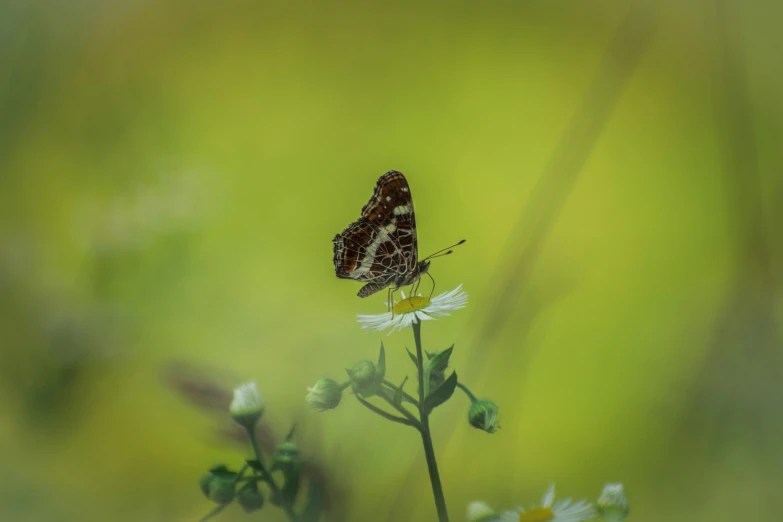 a erfly that is sitting on top of a flower