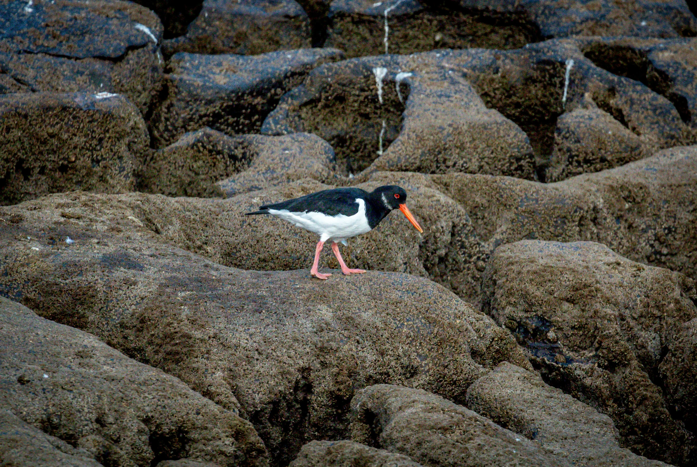 the small black and white bird is walking along