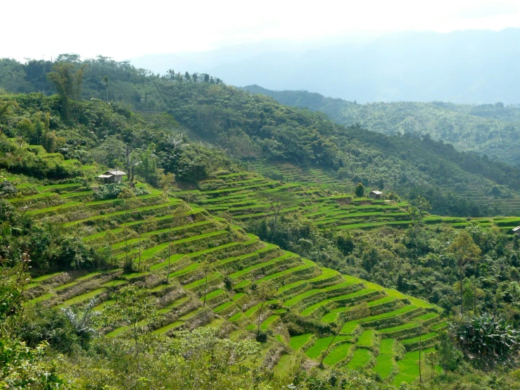 many terraces on a hillside that are green