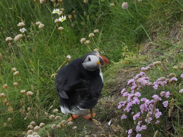 a puffin sits in a field full of flowers