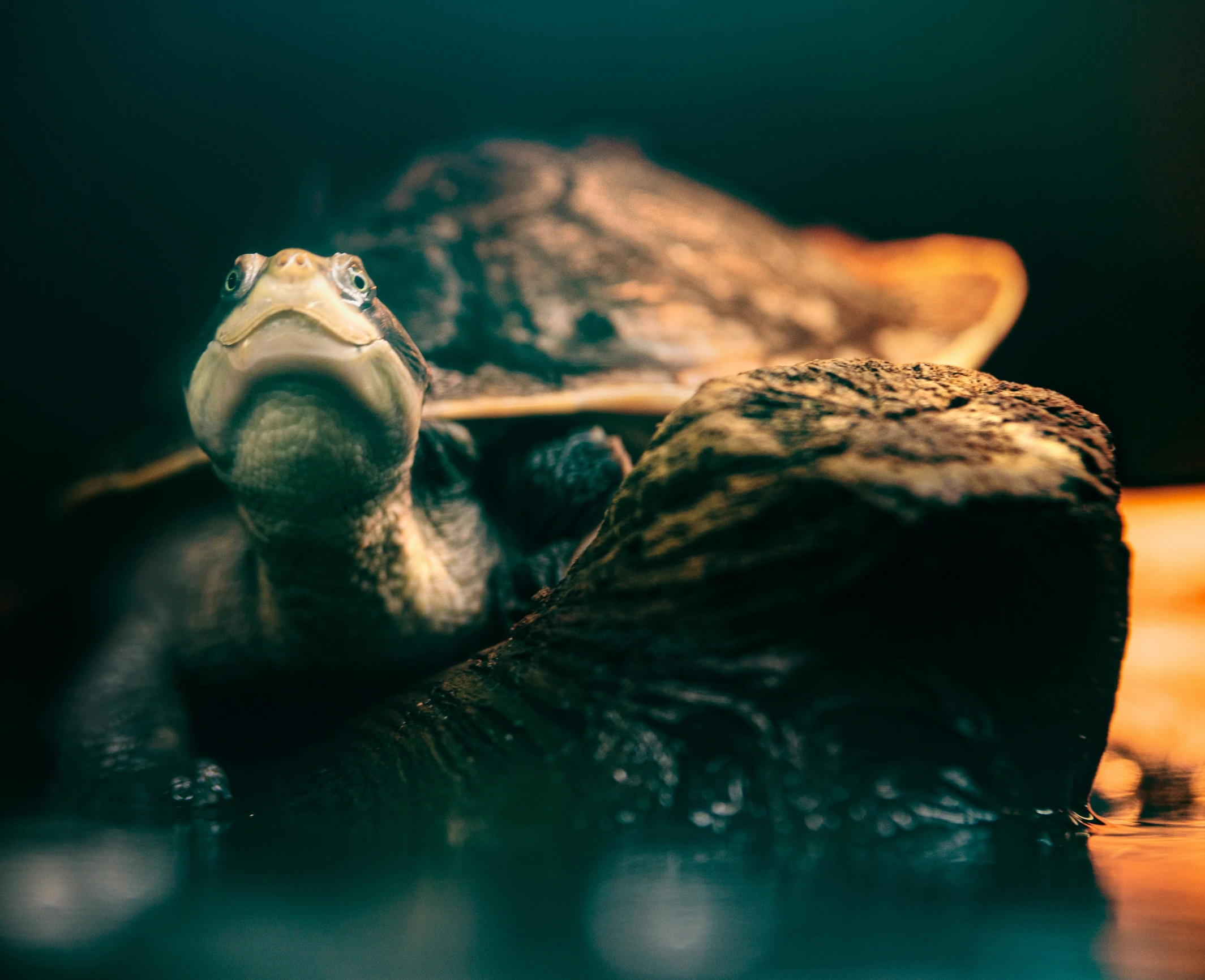 a green turtle with a yellow shell swimming on the ocean