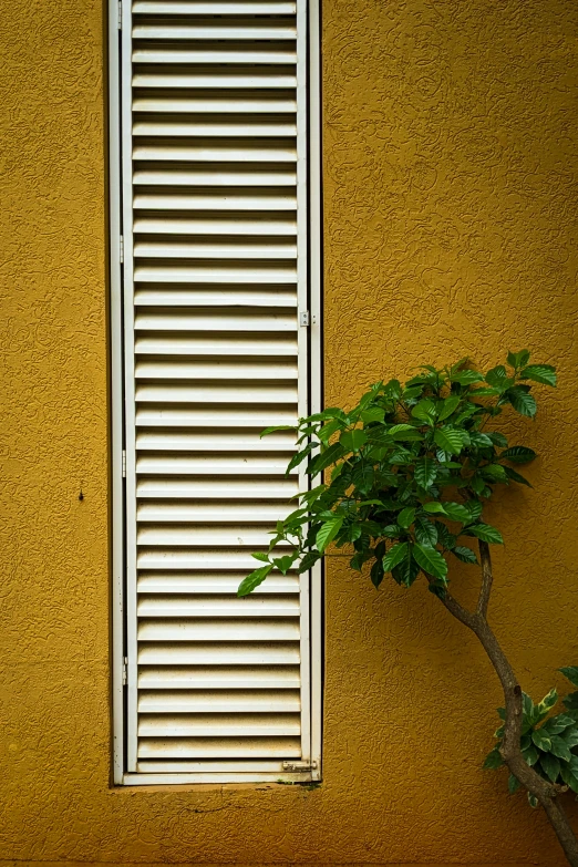 an orange stucco wall with white blinds next to a green tree