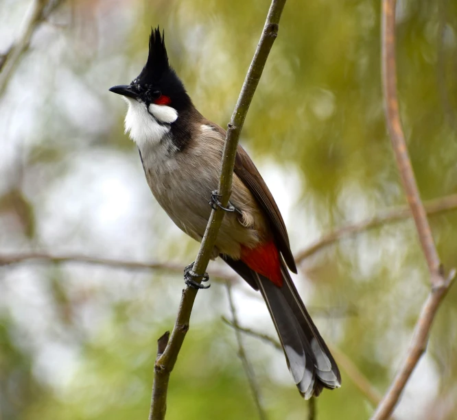 a small bird is sitting on the nch of a tree