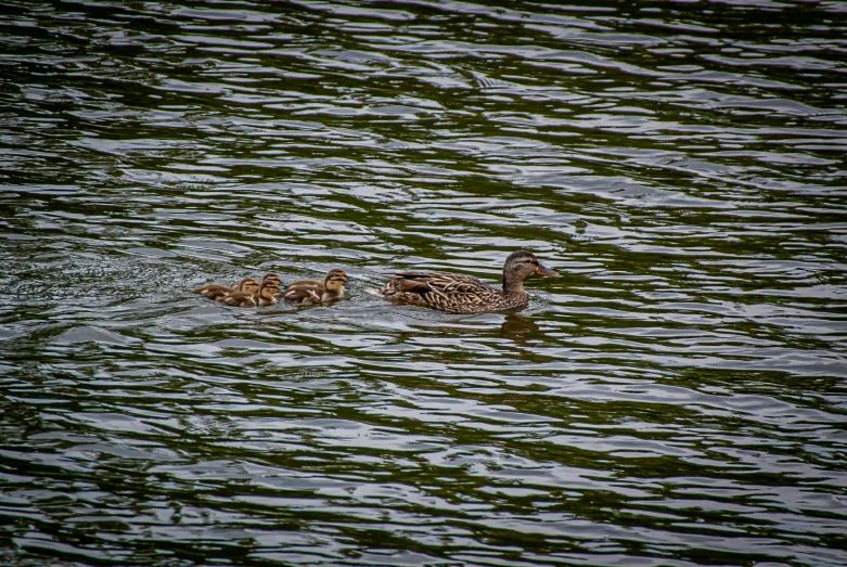 a mother duck swimming with two ducklings in it's beak