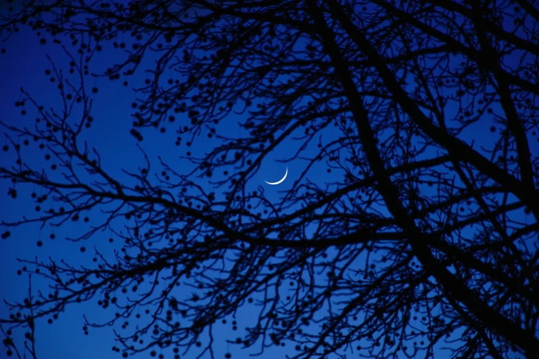 a crescent hangs between nches in a tree at twilight