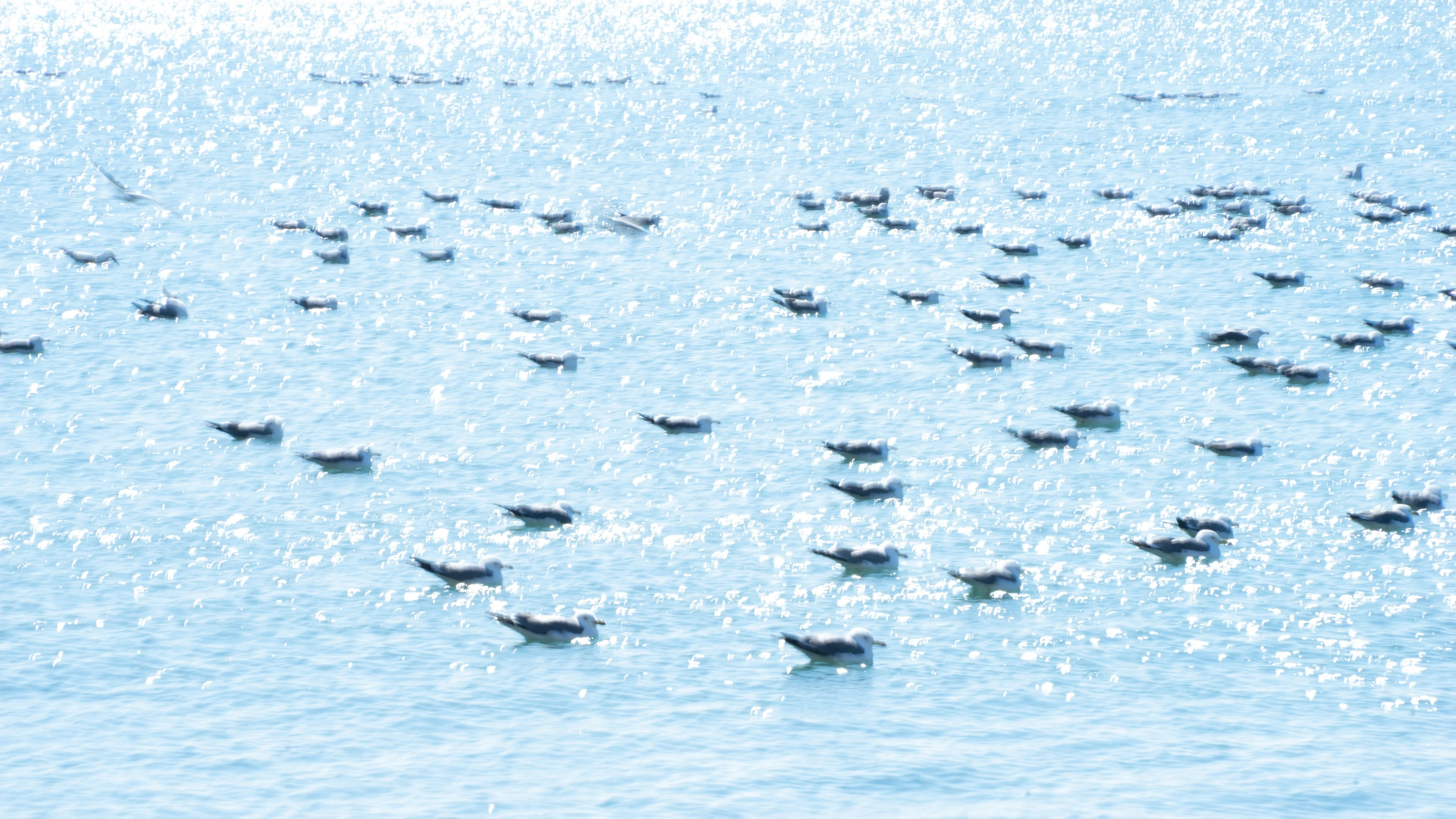 a flock of birds floating on the blue ocean