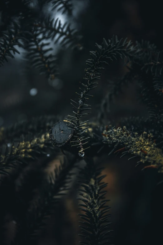 the nches of a tree with droplets of dew