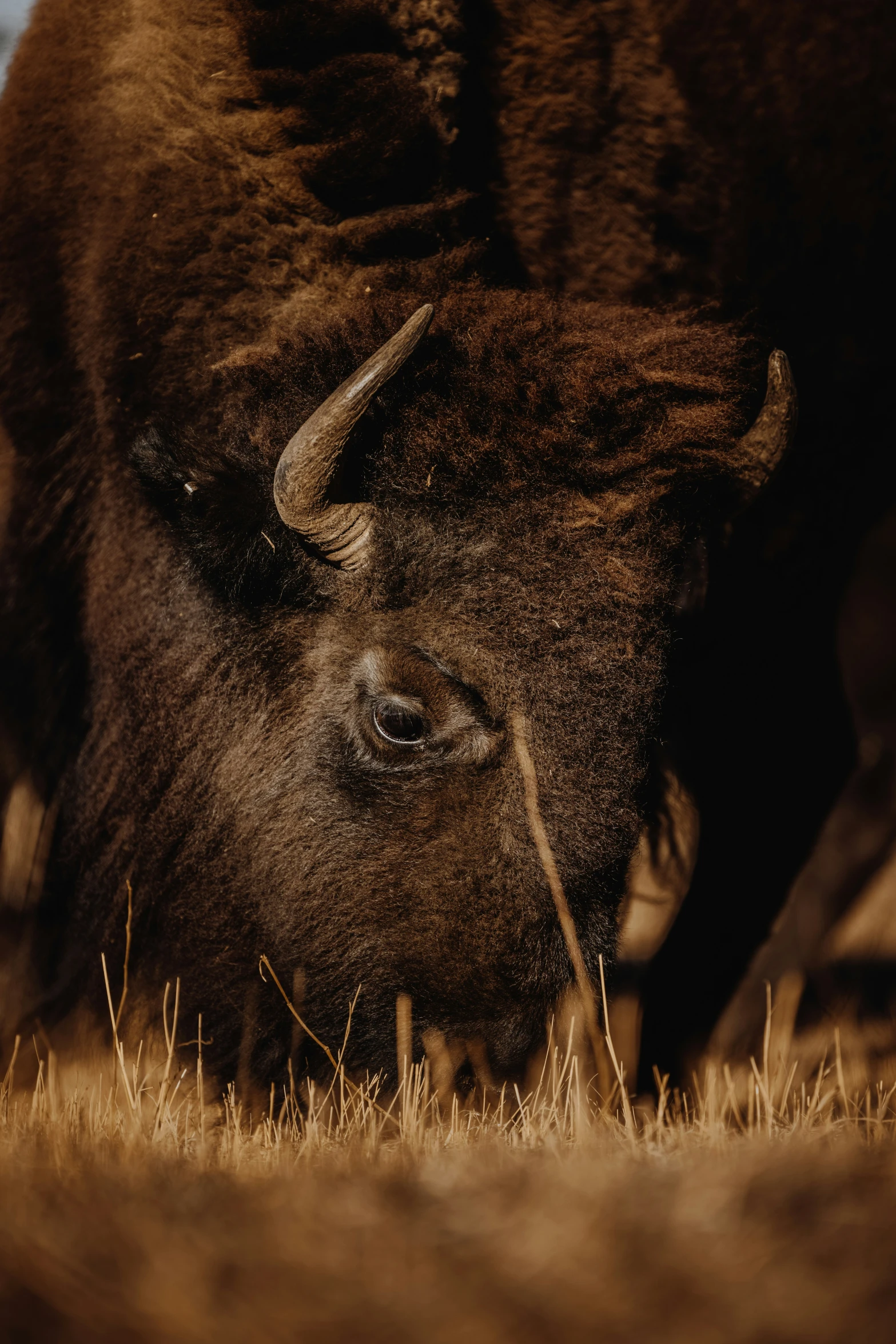 an image of two animals that are close together