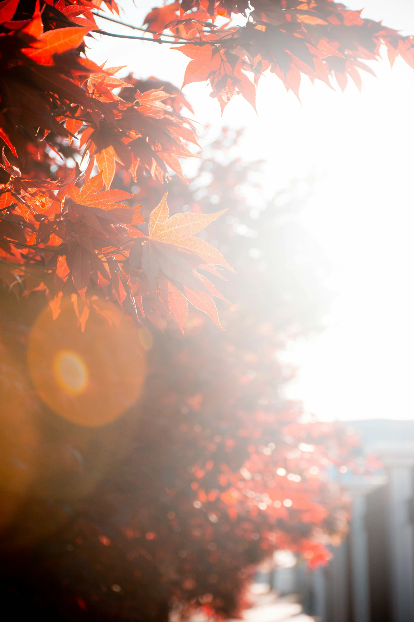 the sun is shining through a leaf filled tree