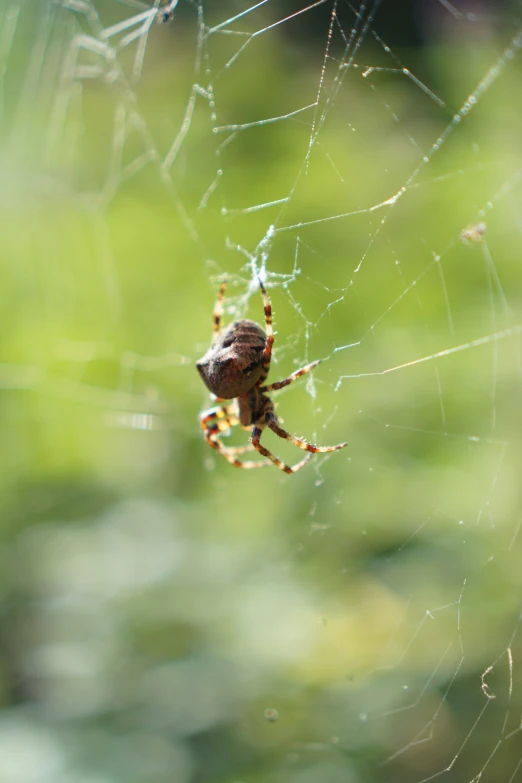 a spider is eating on its web with its web below