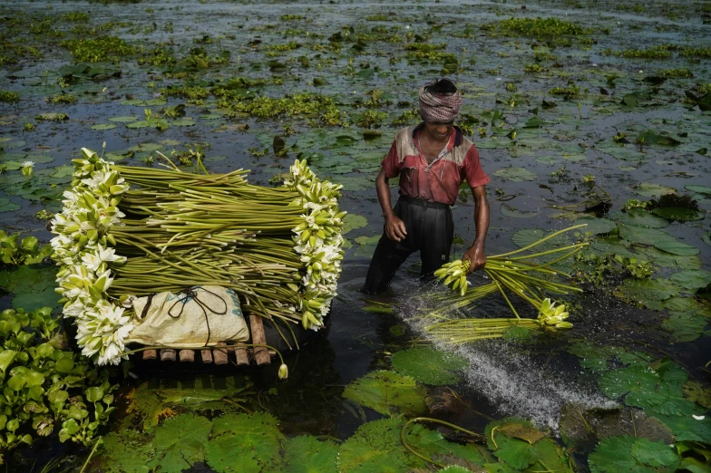 an indian farmer watering a bunch of plants