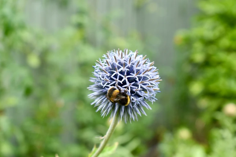 a close up view of a blue flower with yellow and white petals