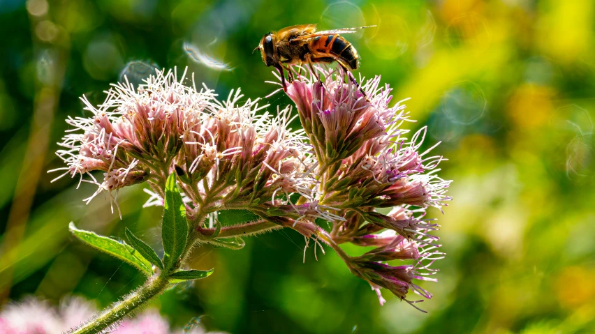 a bee flying off of a flower in the sun