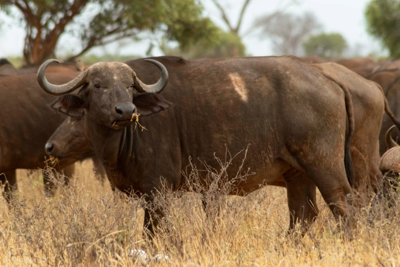 the bulls are grazing together in the tall grass