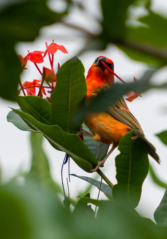 two birds sitting on top of green leaves and red flowers