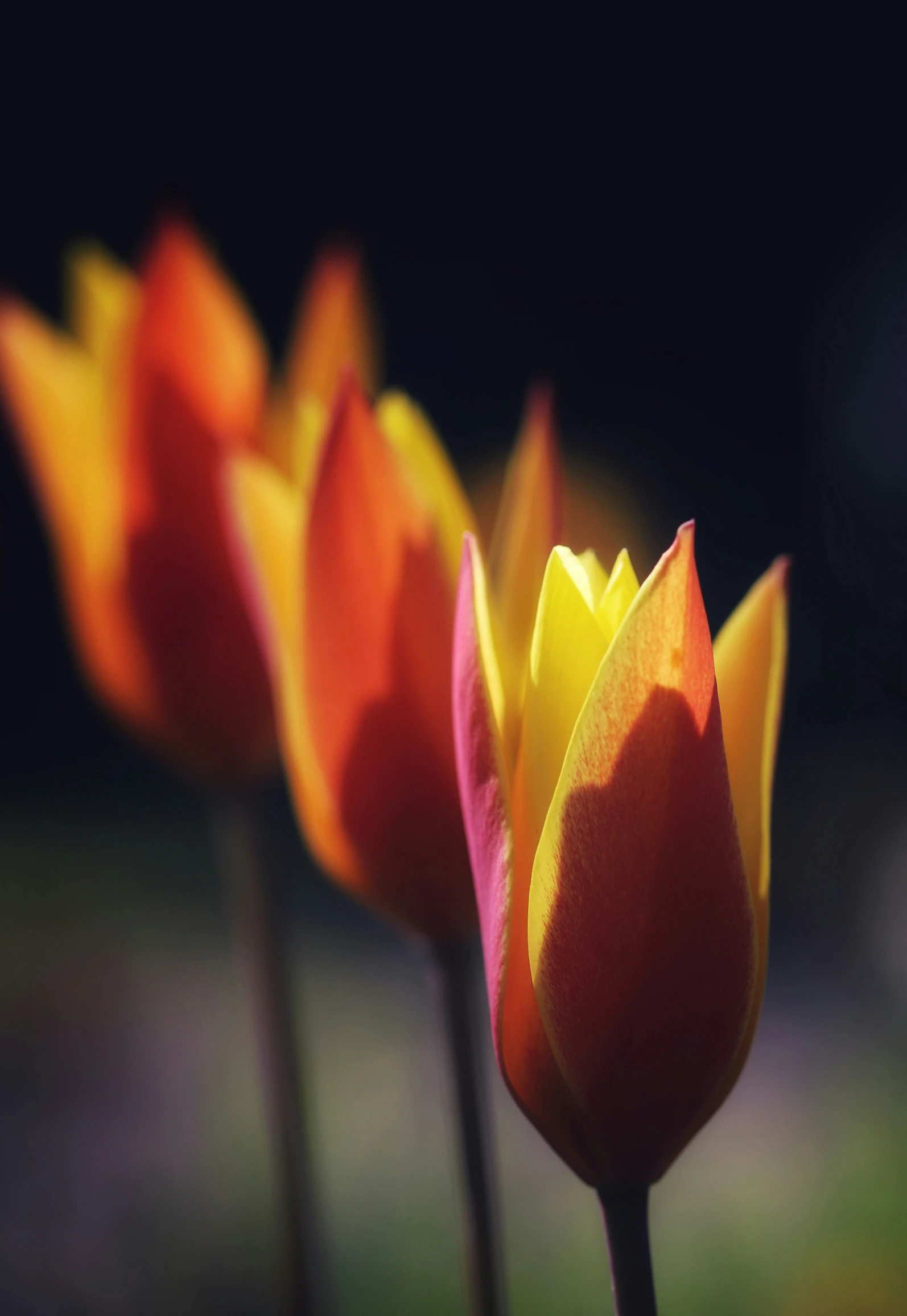 three small yellow and pink flowers