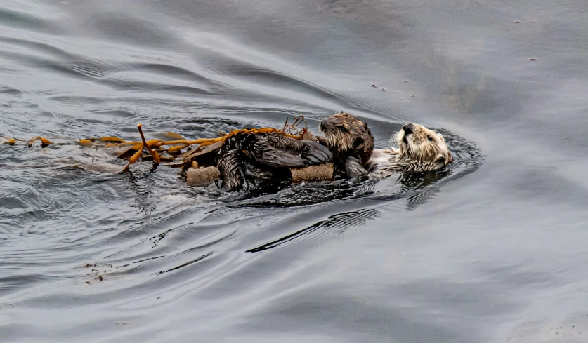 an animal swimming on the water during the day