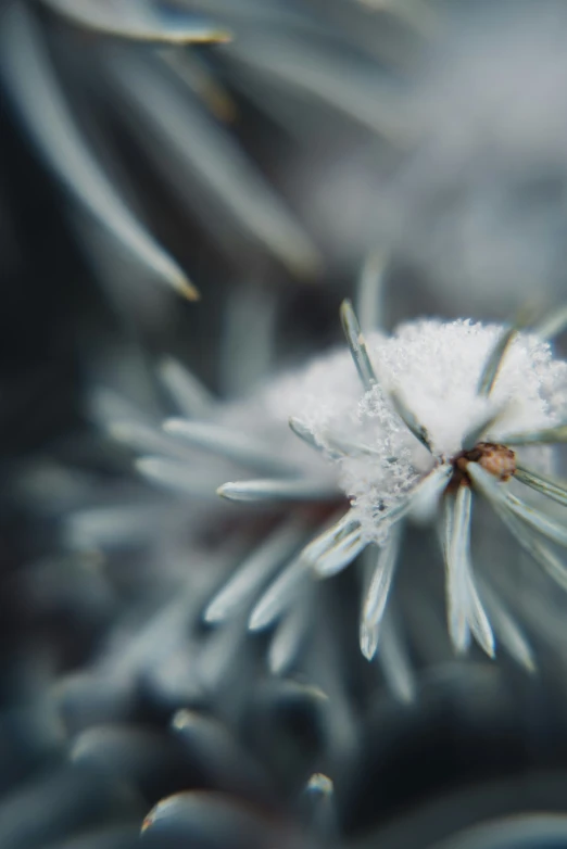 macro s of small snow covered flowers