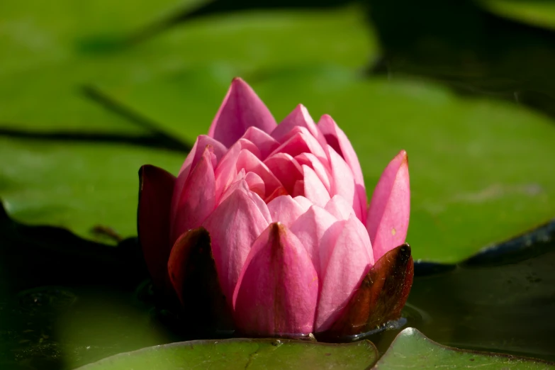 the pink flower sits alone on top of the lily pad