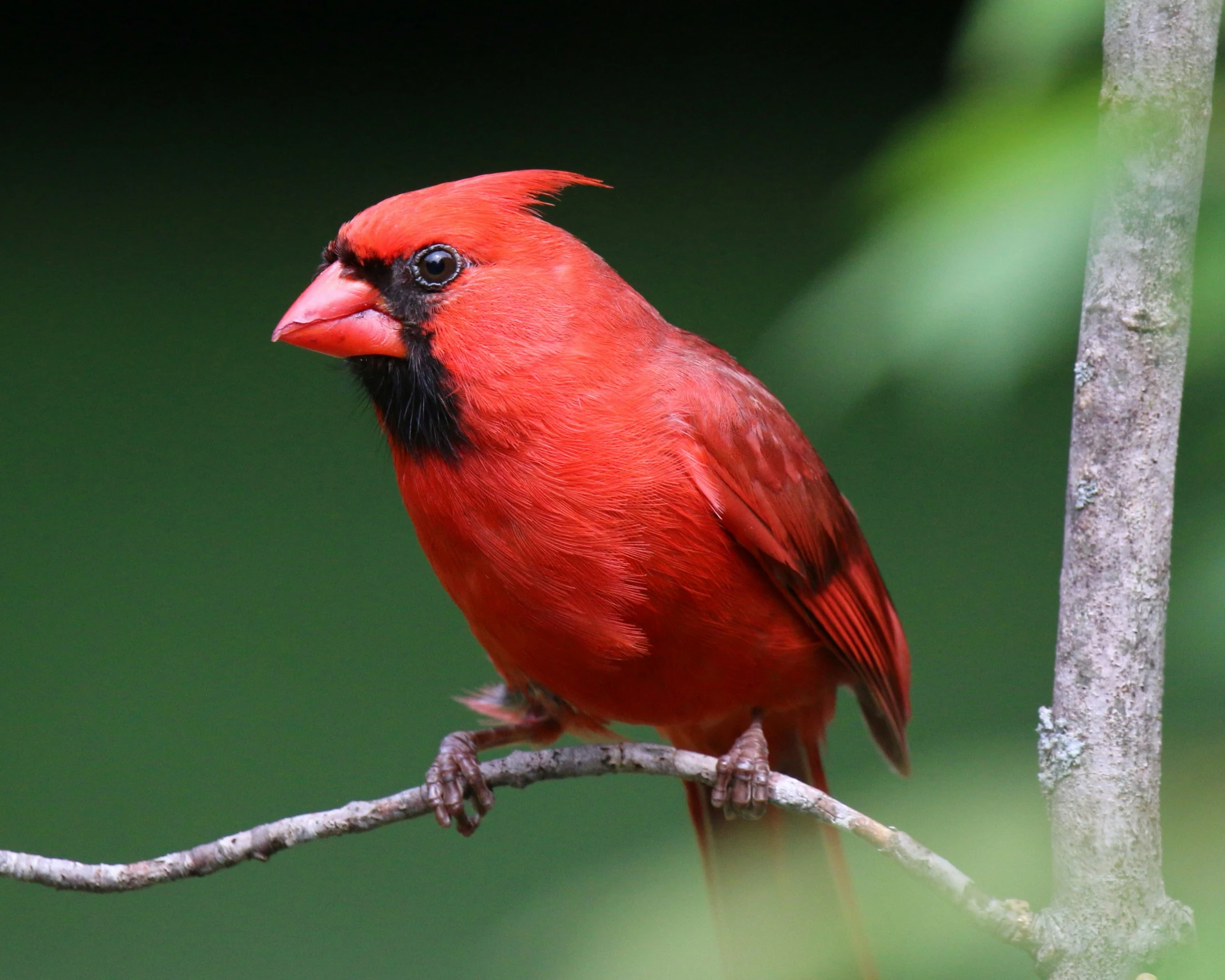 a red bird sitting on a small tree nch